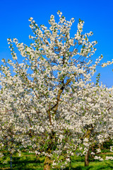 Cherry tree against a blue sky
