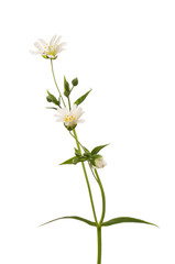 Fototapeta na wymiar Greater stichwort flowers