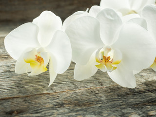 Fototapeta na wymiar White orchid Phalaenopsis on a wooden background close-up