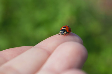 ladybug on his finger on green background