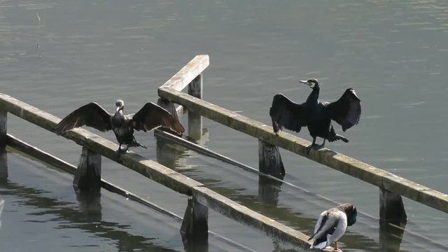 cormorani   germano