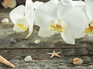 Fototapeta na wymiar White orchid Phalaenopsis on a wooden background seashell