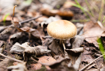 Edible fungus grows in the woods