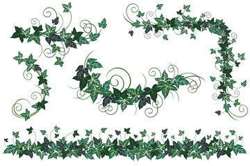 Ivy vines. Set of realistic vector illustrations of ivy vines isolated on white background for floral decorative design.