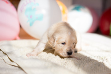 Profile image of cute golden retriever puppy lying on the blanket on baloons background