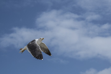 seagull in flight with wings spread out