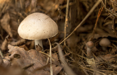 Inedible fungus grows in the woods outdoors