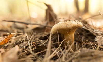 Edible fungus grows in the woods