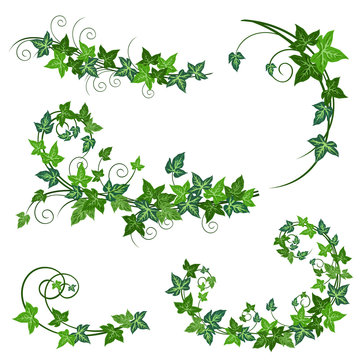 Ivy vines. Realistic vector illustrations of ivy vines isolated on white background for floral decorative design.
