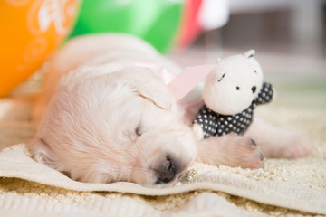 Close-up image of Cute golden retriever puppy sleeping with little teddy bear on the blanket