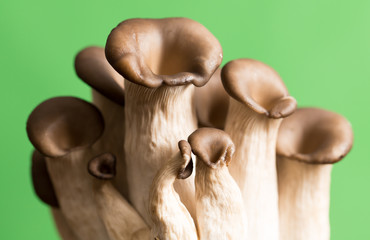 Oyster mushrooms on a green background