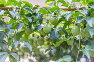 passion fruit on tree in garden