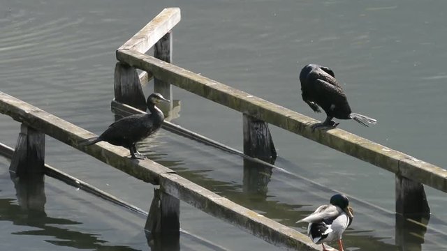 cormorani   germano 3