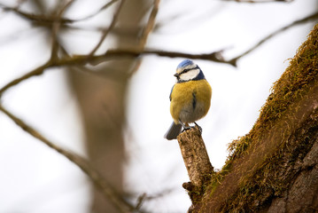 Eurasian blue tit (Cyanistes caeruleus)