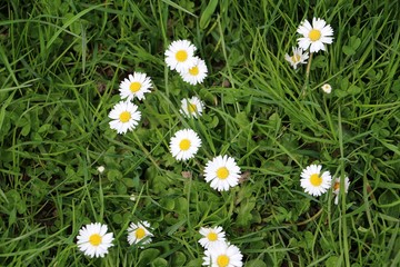 beautiful daisys in the garden