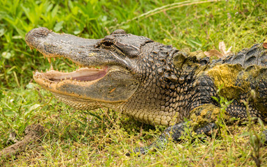 Brazos Bend State Park, Texas