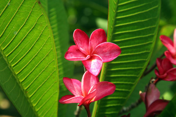plumeria rubra