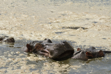 Fototapeta premium hippopotame dans l'eau