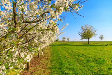 Naklejka premium Panorama of a white blooming symmetrical cherry tree plantation