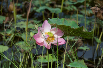 花・ピンク・蓮・スイレン