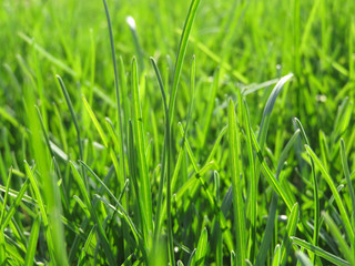 Green grass texture background. Fresh spring grass	