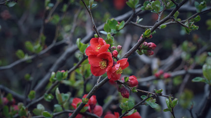 Red small flowers on the tree branches with close up shot