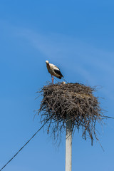 Stork in a nest against the sky. close-up.