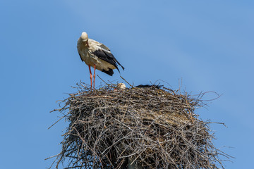 Stork in a nest against the sky. close-up.