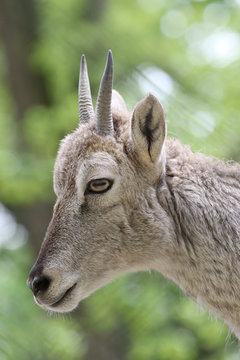 Barhal portrait