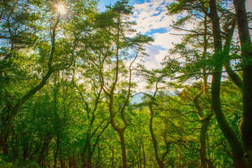 The sun shines brightly through the woodland leaves looking upwards to a break in the canopy of forest leaves to the blue, part cloudy sky