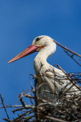 Stork in a nest against the sky. close-up.