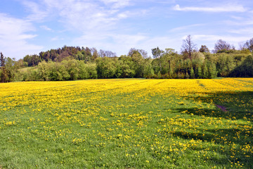 Fields with flowering dandelions, horizon with trees and bushes, spring sunny day