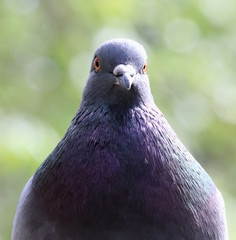 Pigeon parisien - 203112279