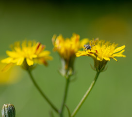 Margaritas amarillas