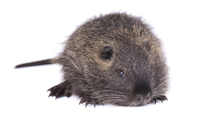 Baby nutria isolated on white background. One brown coypu (Myocastor coypus) isolated.