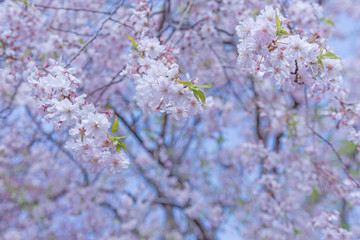 sakura cherry blossom tree in Gongendo park Japan