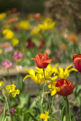Field of tulip flowers