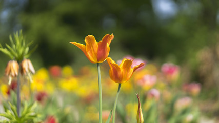 Field of tulip flowers