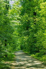 path through dense forest with green oak trees