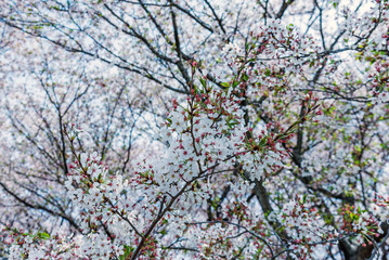 sakura cherry blossom tree in Gongendo park Japan