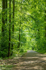 Fototapeta na wymiar path through dense forest with green oak trees