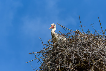 Stork in a nest against the sky. close-up.