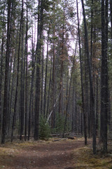 Naklejka premium Canada