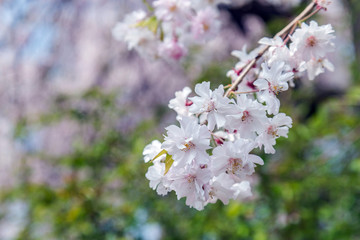 sakura cherry blossom tree in Gongendo park Japan