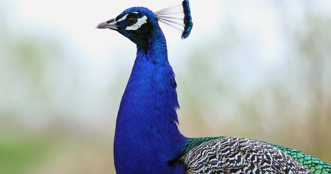 Profile Close Up of Male Peacock Head And Neck - DCi 4K Resolution