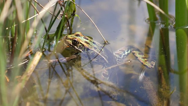 Green frog in the water pond