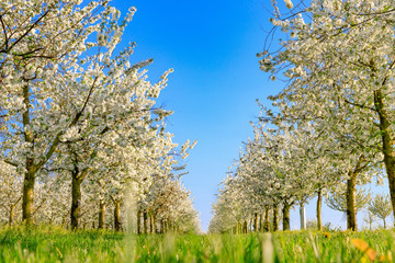 Panorama of a white blooming symmetrical cherry tree plantation