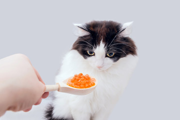 Black and white cat is stretched a spoonful of caviar. Isolated on gray background. The cat looks...