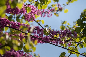 Blossoming Cercis siliquastrum Branch, Judas Tree with Pink Flowers against Blue Sky