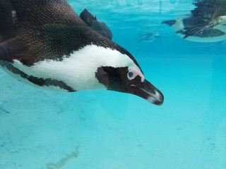 penguin